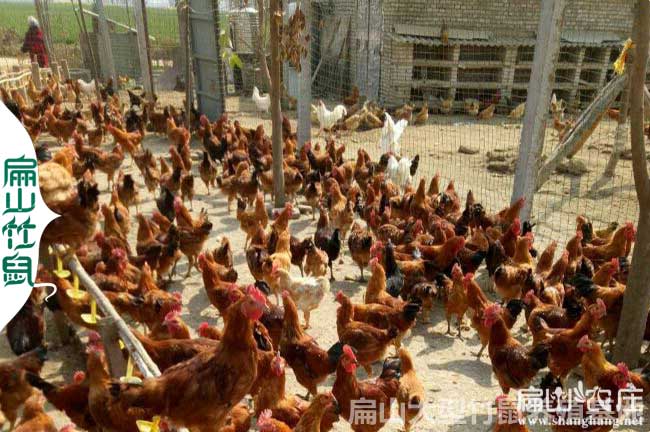 賀州生態(tài)土雞養殖基地