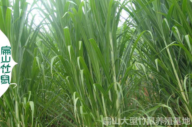 溫州竹鼠養殖基地專(zhuān)業(yè)竹鼠種苗批發(fā)價(jià)格