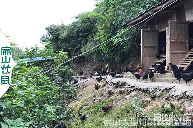 廈門(mén)果園土雞養殖基地