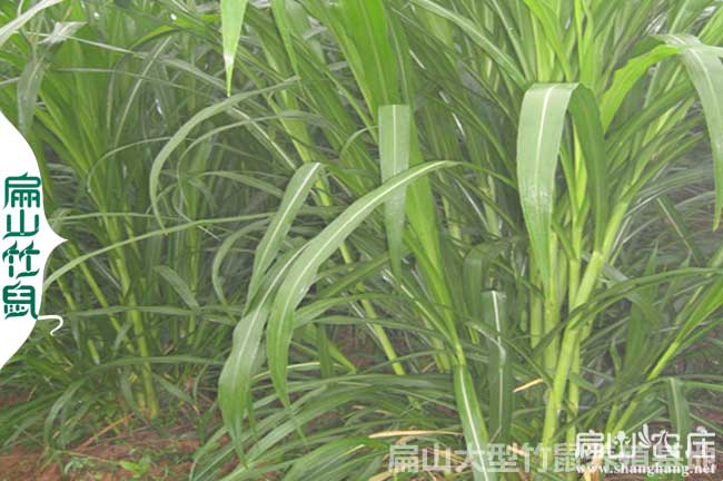 貴港竹鼠甜象草種植