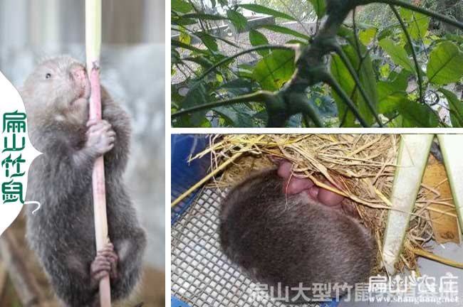 龍勝竹鼠養殖基地