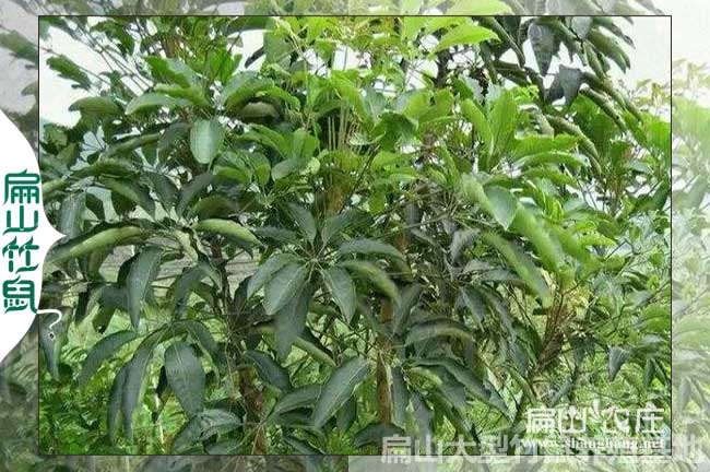 德陽(yáng)鴨腳木種植