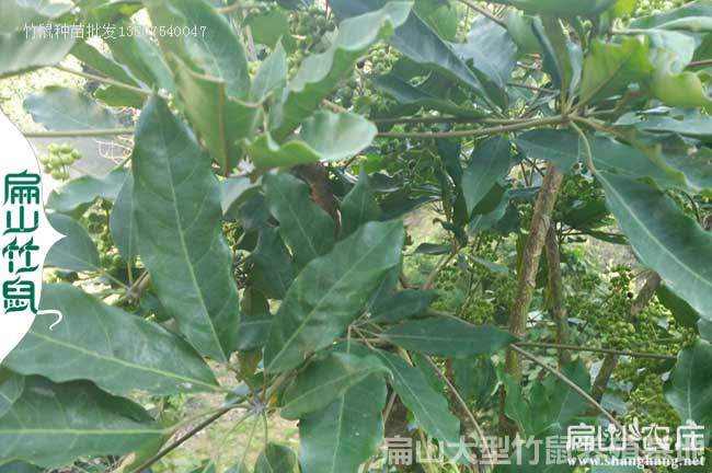玉林?zhù)喣_木種植