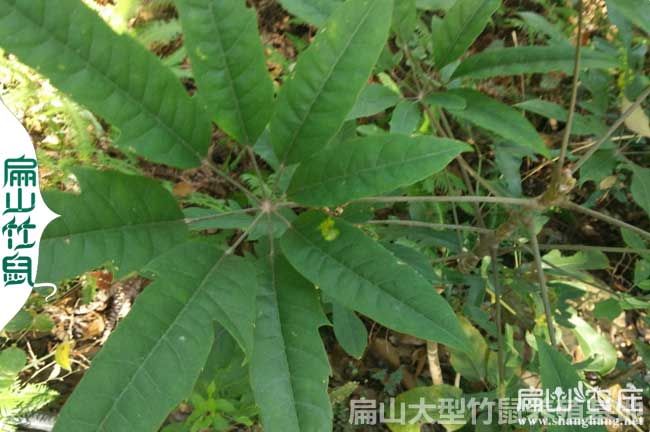 龍巖鴨腳木種植