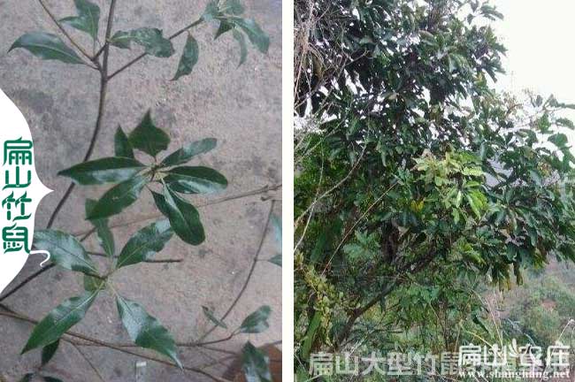 湄潭竹鼠養殖