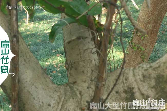 梧州鴨腳木種植