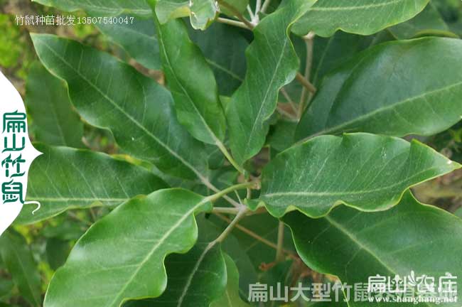 桂林?zhù)喣_木種子