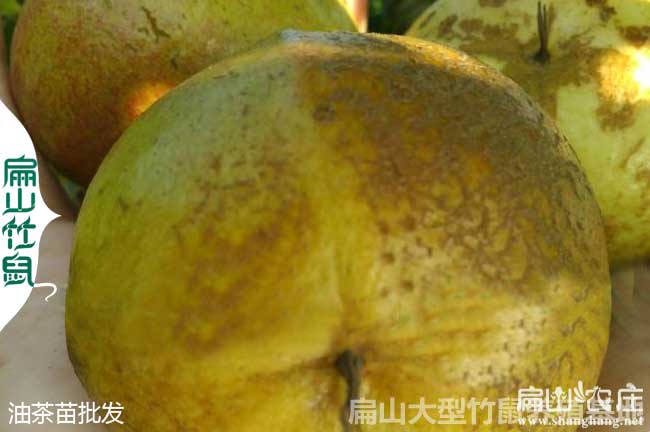 中國油茶大果子