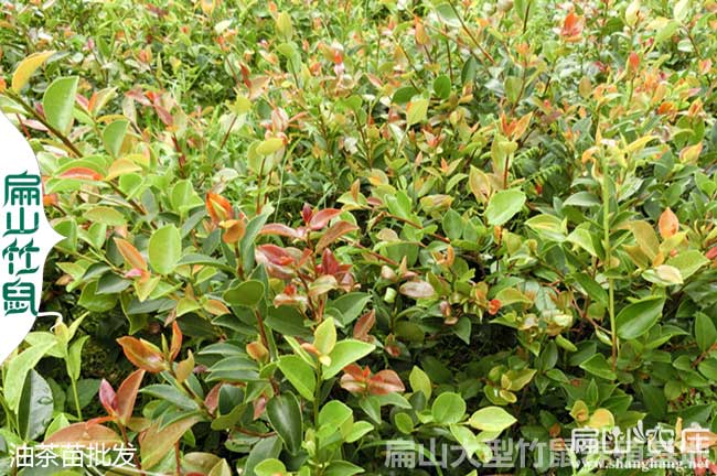 高產(chǎn)良種油茶苗批發(fā)