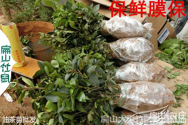 南寧專(zhuān)業(yè)油茶合作社