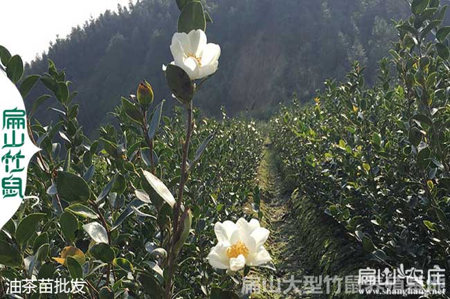 咸寧大中油茶基地
