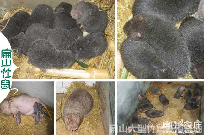 前所未見(jiàn)的竹鼠養殖方法