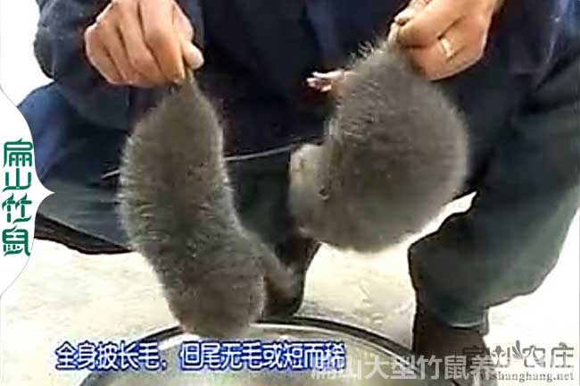 毛尖竹鼠養殖