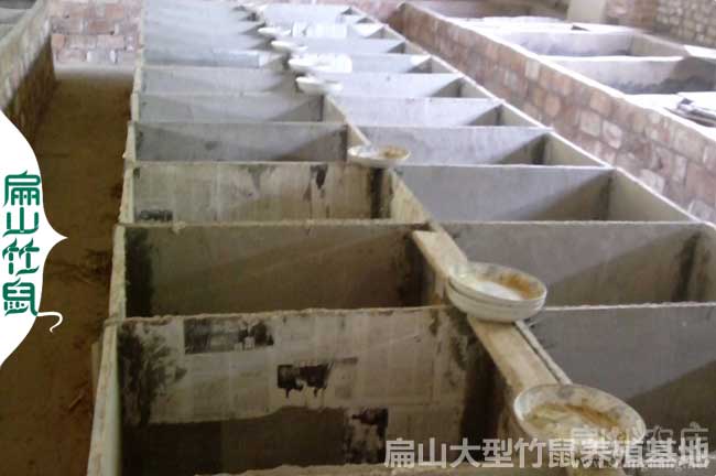 中國竹鼠銷(xiāo)售