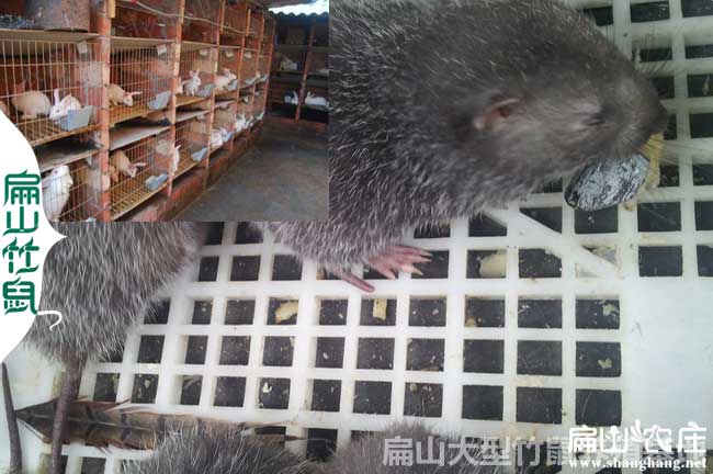 竹鼠運輸小心