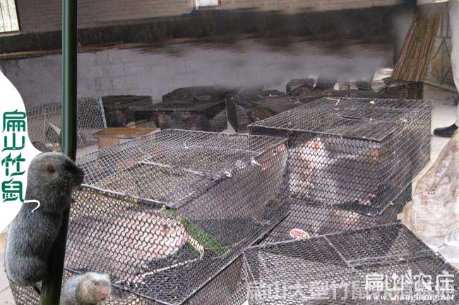 中國竹鼠銷(xiāo)售聯(lián)盟