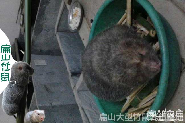 云南竹鼠銷(xiāo)售聯(lián)盟