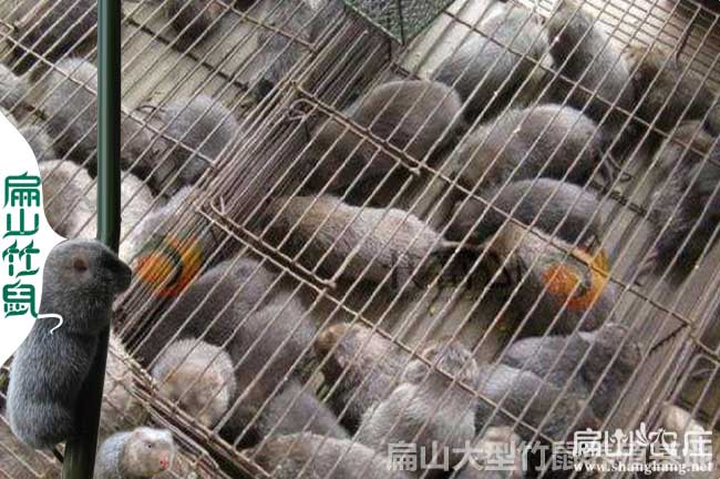 全州竹鼠養殖發(fā)貨