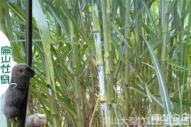 港南區哪里有賣(mài)竹鼠種苗