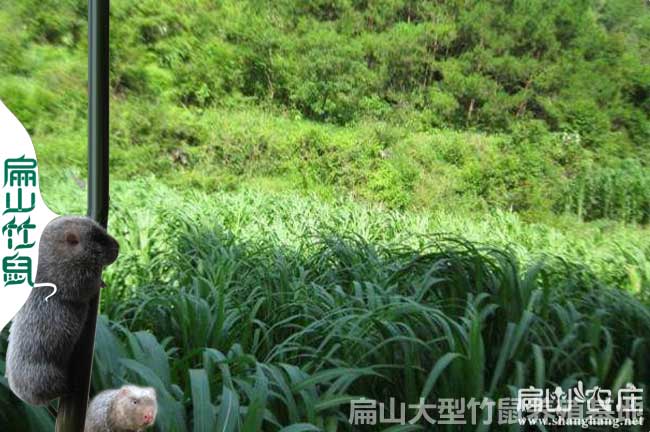 遂寧竹鼠種苗多少錢(qián)一只