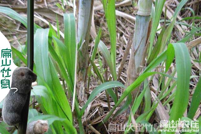 重慶劉勇明的聯(lián)系方式