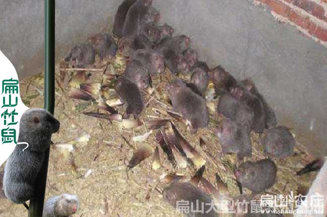 長(cháng)沙大中的竹鼠養殖基地