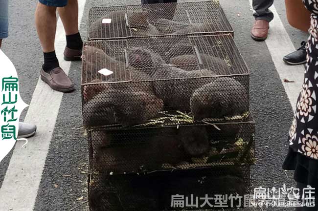 中國竹鼠運輸服務(wù)