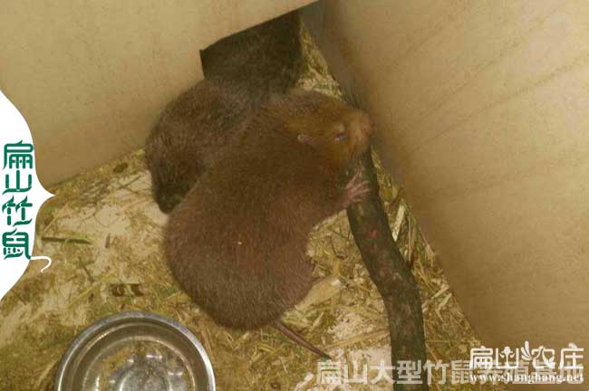 凱里竹鼠養殖