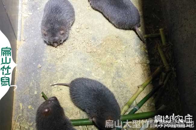 隆陽(yáng)竹鼠養殖基地