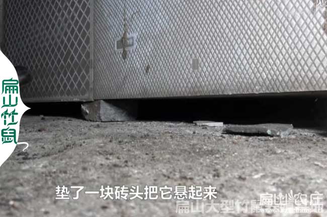 元陽(yáng)竹鼠養殖