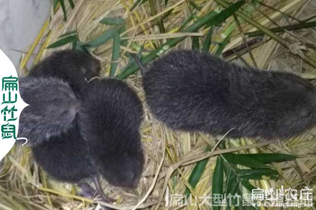 沙縣竹鼠種苗批發(fā)