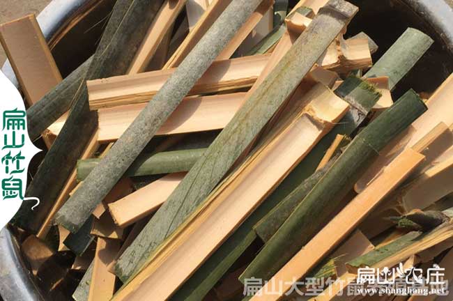深圳竹鼠養殖