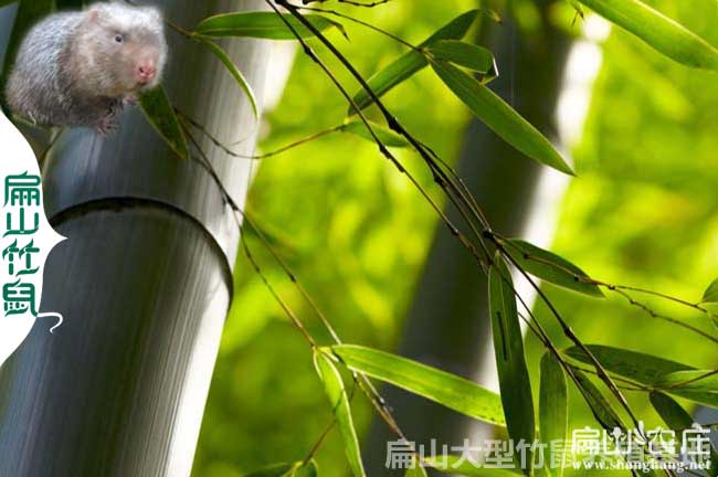 長(cháng)沙竹鼠竹子