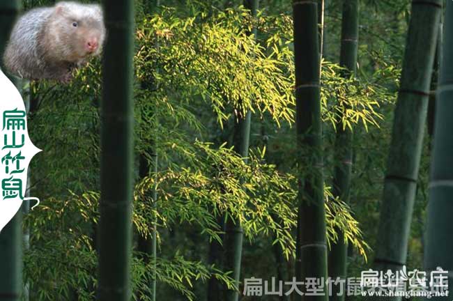全州竹鼠養殖基地