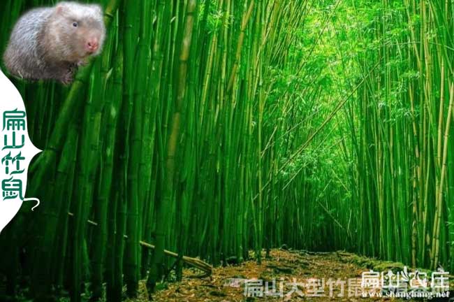 竹子種植方法