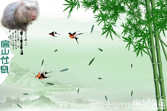長(cháng)沙竹子種植