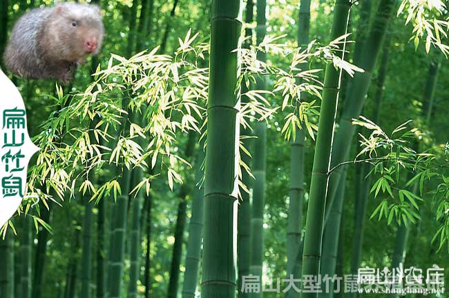 竹林種植技術(shù)交流