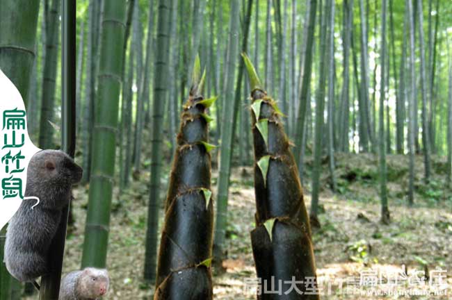 龍勝竹鼠種苗價(jià)格