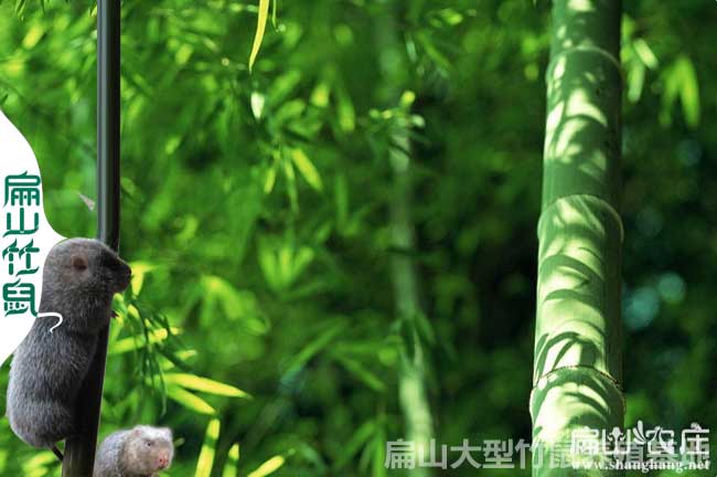 桂林竹鼠種苗多少錢(qián)一對