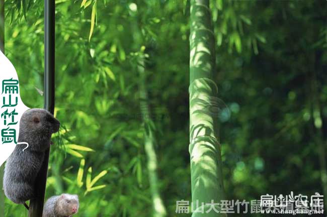 如何竹鼠流口水預防和治療？