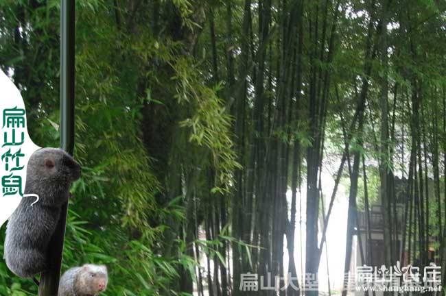 湖南婁底雙峰縣竹鼠養殖