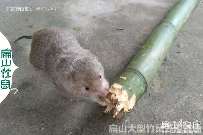 江西竹鼠養殖技術(shù)培訓