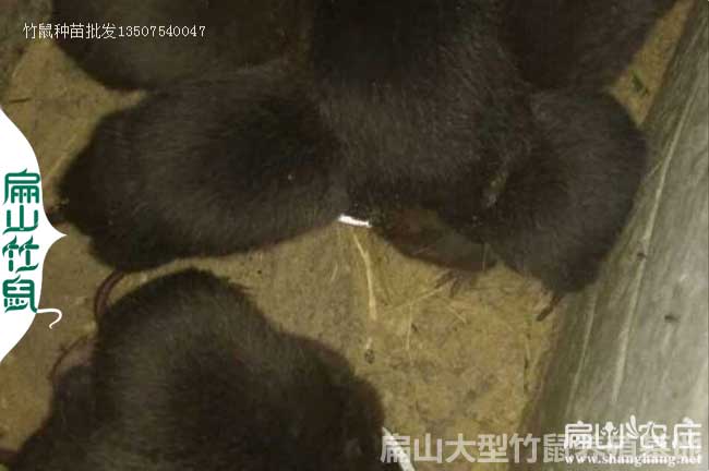  竹鼠拉稀治療預防方法！