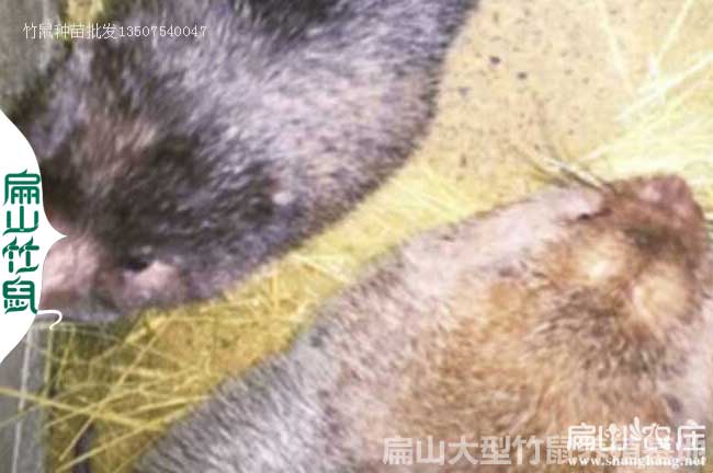 陜西竹鼠養殖基地