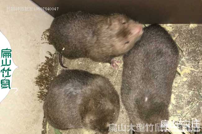 江西大中的竹鼠養殖基地