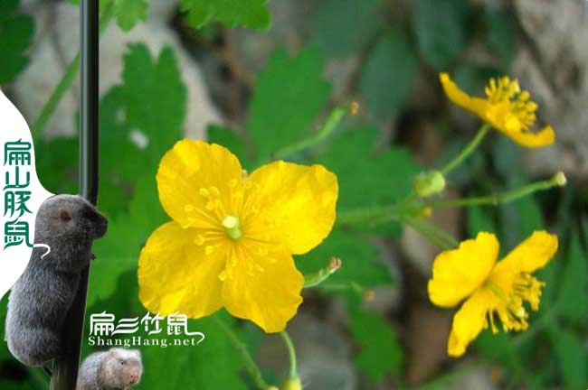 三明蜜蜂養殖技術(shù)