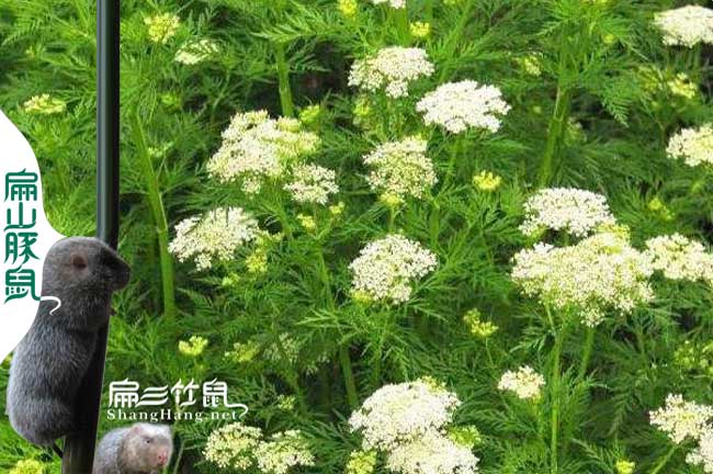 孝感蜂蜜養殖技術(shù)培訓