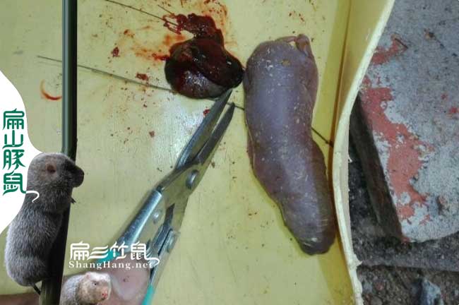 衢州竹鼠養殖微信群