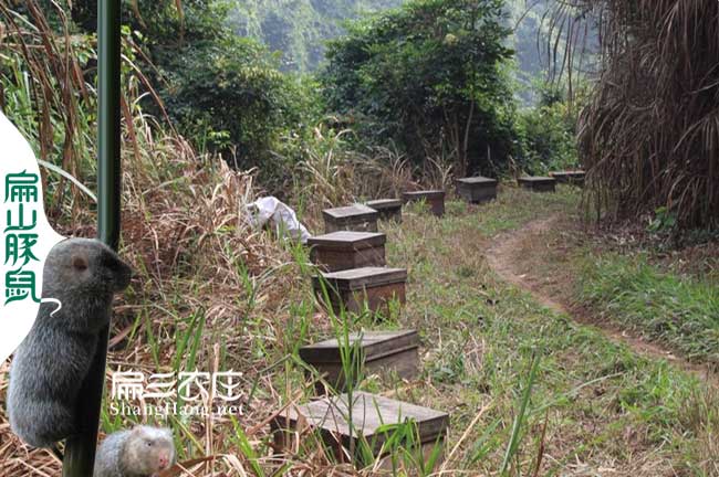 福建蜂蜜養殖大王