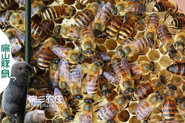 才溪蜜蜂養殖基地